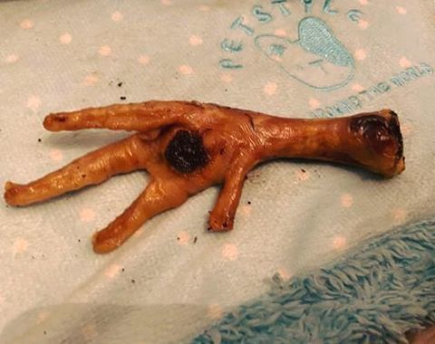 Pattes - poulet – Image 4